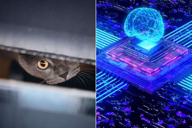 'Quantum cat' outlives everything else before it – but it didn't last long