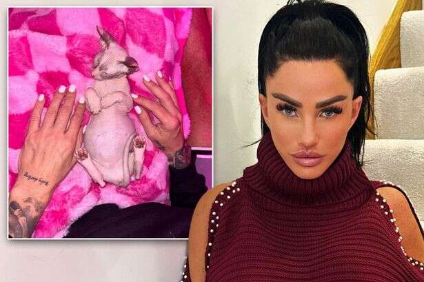 Katie Price brags about new 'wrinklies' cats despite 'serial animal killer' backlash