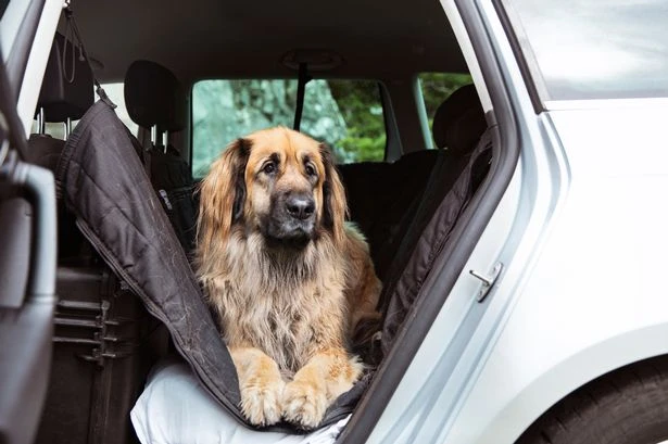 Car owners kicking off about 'doggy' smells when looking at second-hand motors
