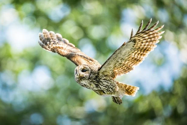 Amazing inventions inspired by the animal kingdom – from Velcro to black box recorders