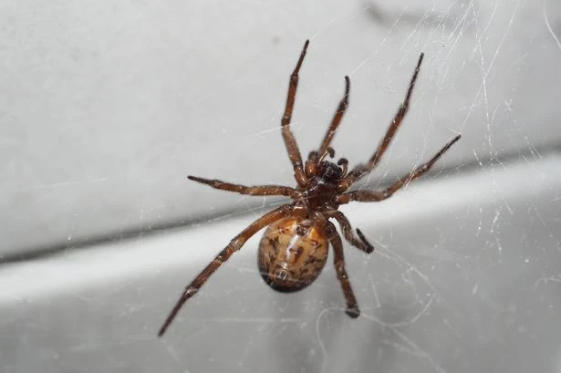 Three ways to prevent 'Britain's most dangerous spider' from invading your home