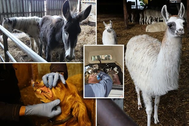 Evil farmer kept 450 animals in such vile conditions that dogs 'ate their own poo'