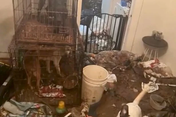 House of hell discovered by police who find baby living next to dead goat in bathtub