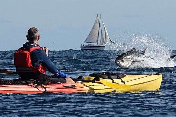 Incredible moment huge 8ft tuna fish jumps clear of the water near kayaker – in Devon