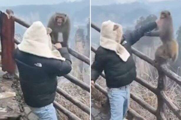 Person slugs monkey in the face in frenzied mountain-top brawl in front of crowd