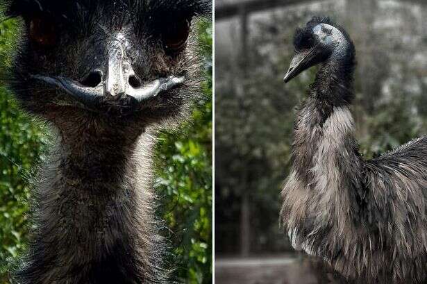 World's oldest emu dubbed 'grumpy old man' dies aged 44