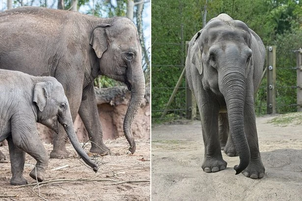 Elephants, eagles and stingrays given larger spaces to roam in zoos thanks to new rules