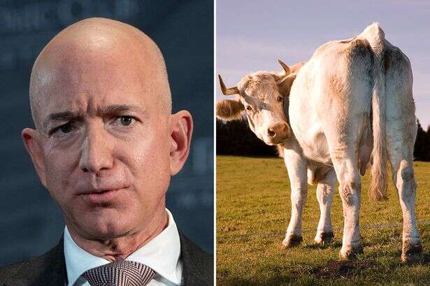 Jeff Bezos joins cow fart vaccine quest