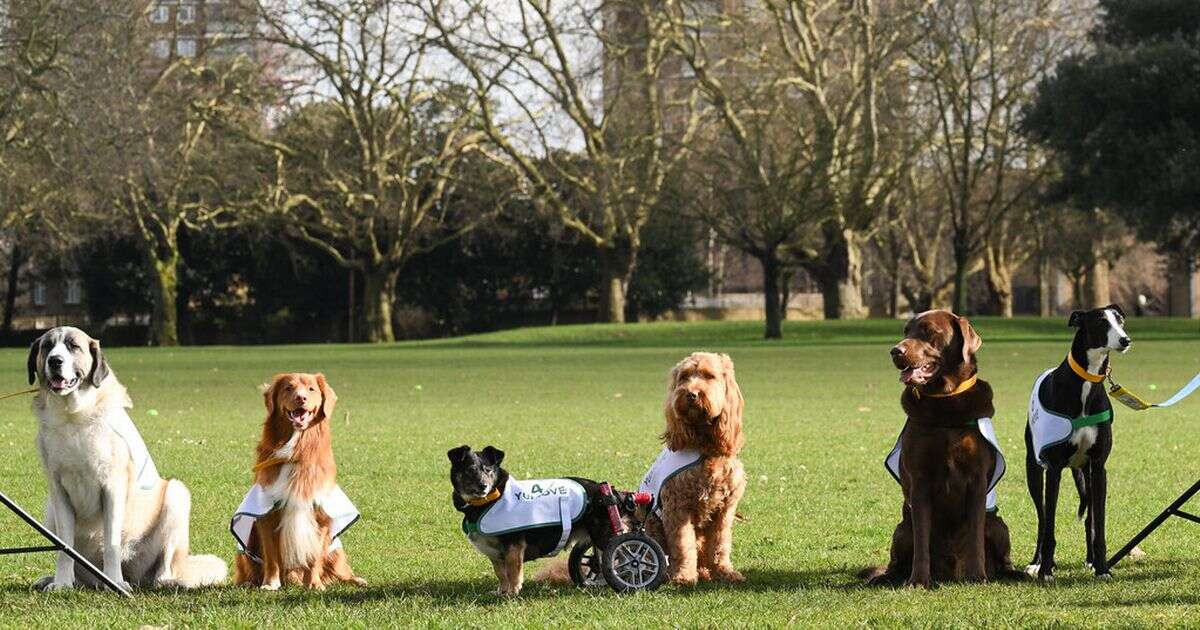 Crufts celebrates first ever dog relay - on race track in the shape of a pooch's face