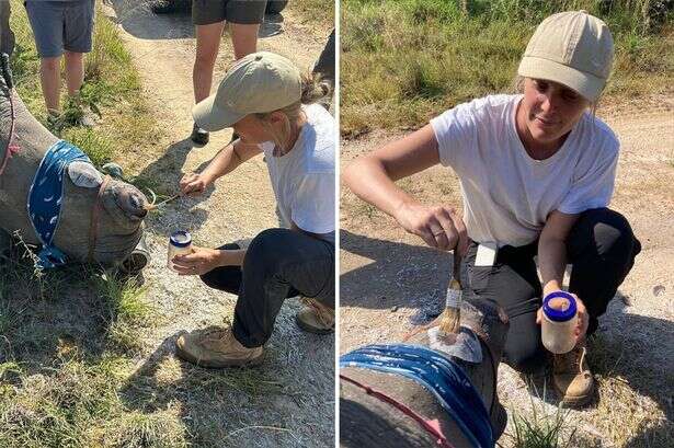 'I blindfold rhinos and chainsaw their horns – it looks graphic but it's for the best'