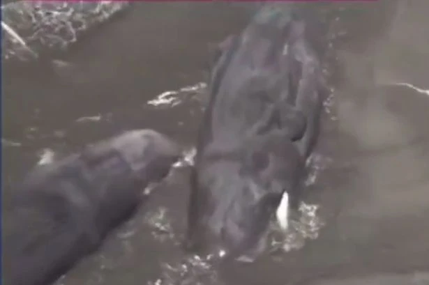 Whales wash up on Japan beach after enormous 8.8-magnitude earthquake triggers tsunami