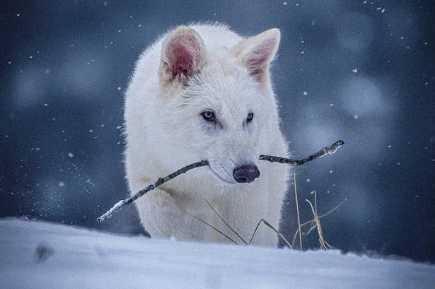 'Dire wolves' brought back from extinction celebrate their first birthday