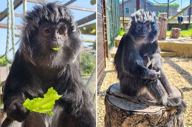 World's oldest one-eyed monkey tried to break out of UK zoo in bid for freedom