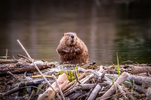 Beavers can save us from drought during blazing hot summers by building wetlands