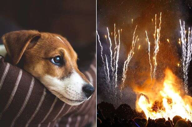 Top 10 dog breeds likely to be most stressed by fireworks as vet shares warning signs