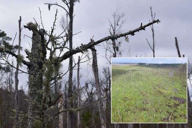 Eerie ghost forests 'poison' everything that enters – and they're everywhere