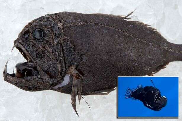 Truth behind 'demon black fish' that left TikTokers in floods of tears