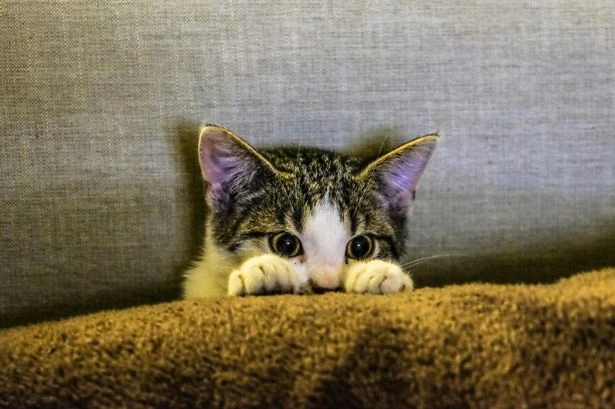 Star Paws: Five top tips to stop back-to-school chaos making your cat sick with stress