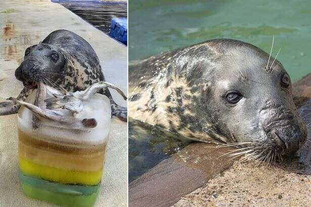 OIdest grey seal in 'human care' set for fishy birthday party as she turns 50 years old