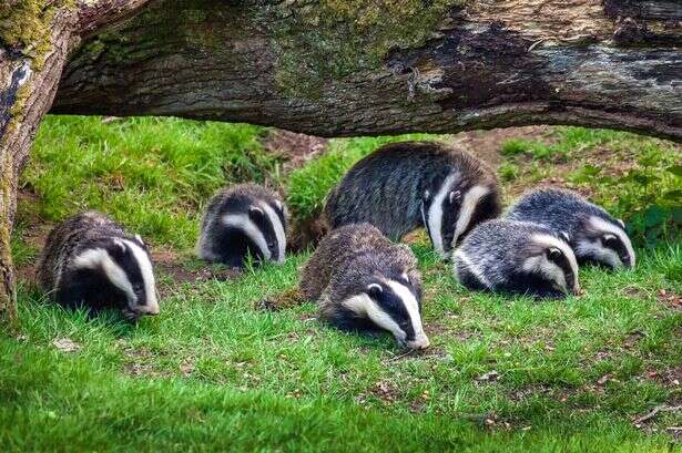 Seaside town wages war on badgers but told they have until mating season