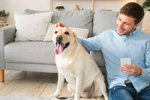 Dog owners skiving off work to care for sick pets - and it's costing the economy billions