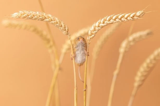 Harvest mouse weighing same as 2p coin snapped using 'wheats as stilts'