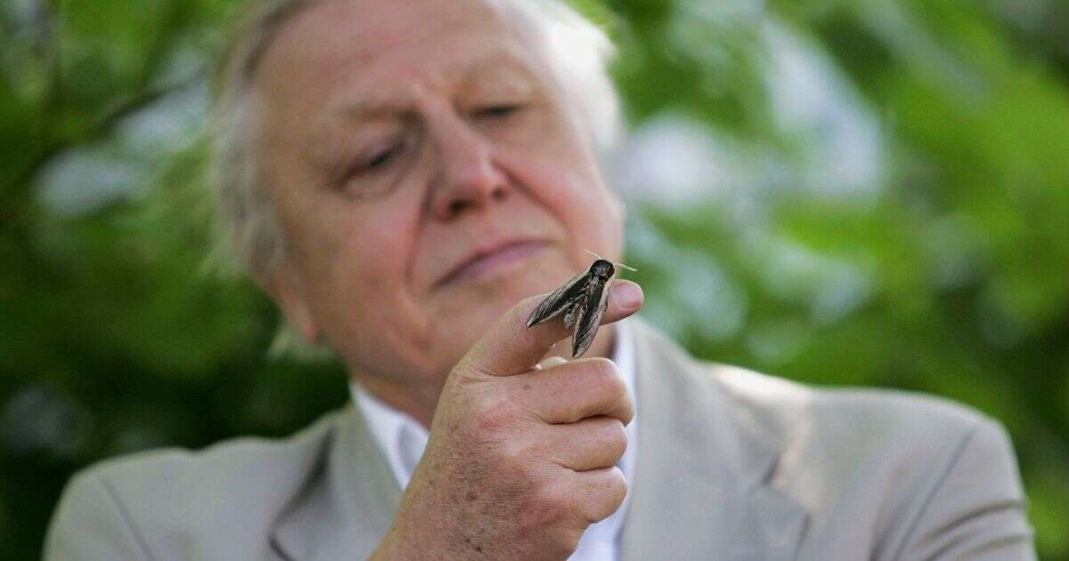 David Attenborough won't eat one thing so he can 'live past 100'