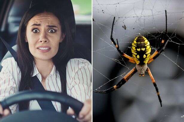 Spiders are making homes in cars and can spring out on us while we're behind the wheel