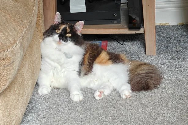 The perfect cat products for a fussy cat – from Katkin's fresh food to Petlibro's fountain