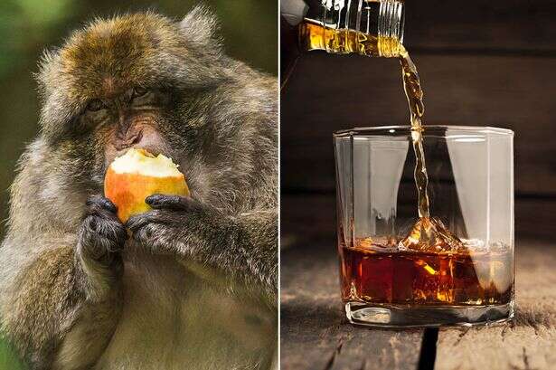 Scientists discover alcohol makes animals so randy they abandon standards for a mate