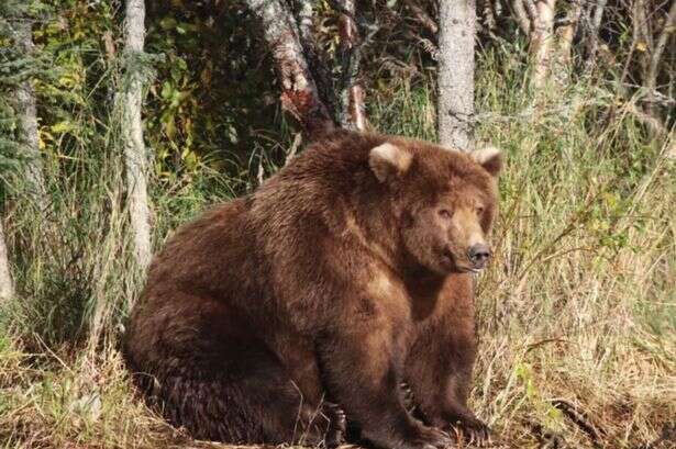 Fat Bear Week kicks off as animal lovers cast their votes for the mightiest salmon guzzler