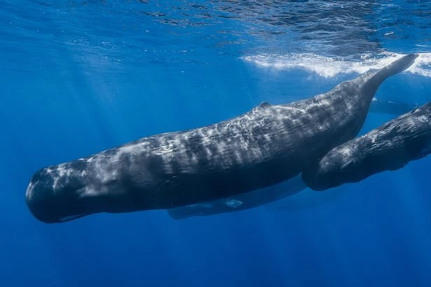 Massive underwater 'whale graveyard' discovered with 5 million-year-old skeleton