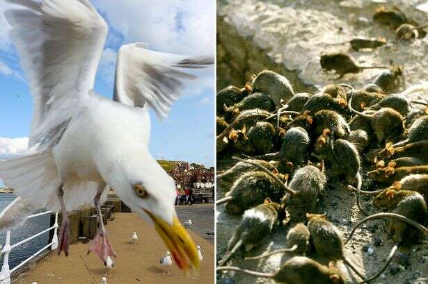 Psycho seagulls are distracting authorities from the bigger pest problem of giant rats, it's claimed