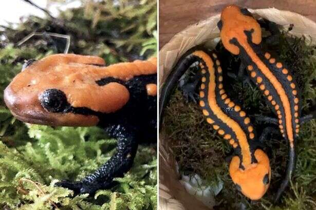 New baby croc-like creature with orange fingertips discovered for first time ever