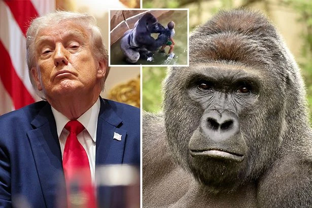 A LEGEND, REMEMBERED: Trump's bizarre tribute to 'true patriot' Harambe as viral dead gorilla's 'legacy lives on'