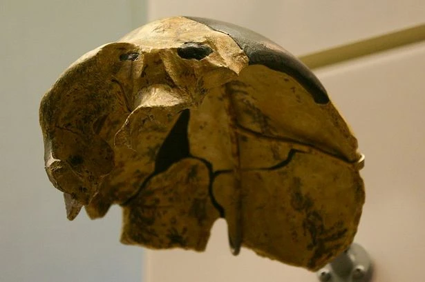 Man finds 300,000-year-old skull unlike any human species we have ever seen