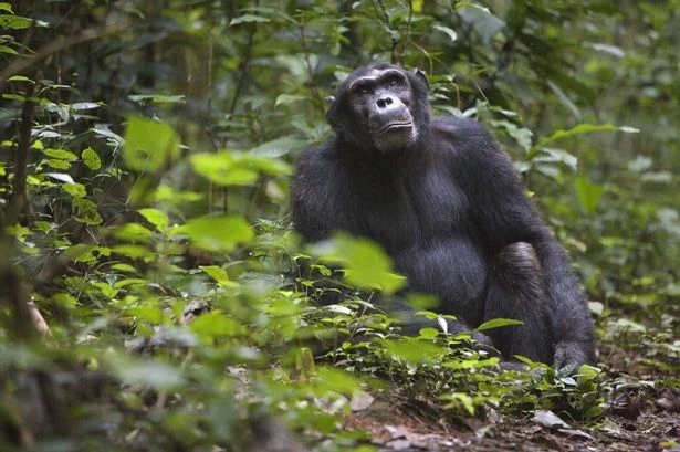 Scientists baffled as chimps spotted setting up forest hospital to treat each other