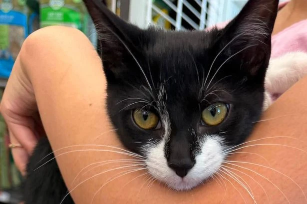 Blundering bank robber hands cashier a tiny stolen kitten before demanding cash