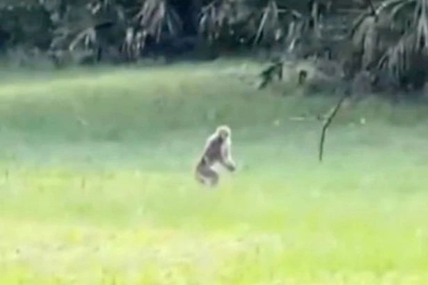 Escaped monkey from tribe that 'has own democracy' spotted heckling and 'walking like human'