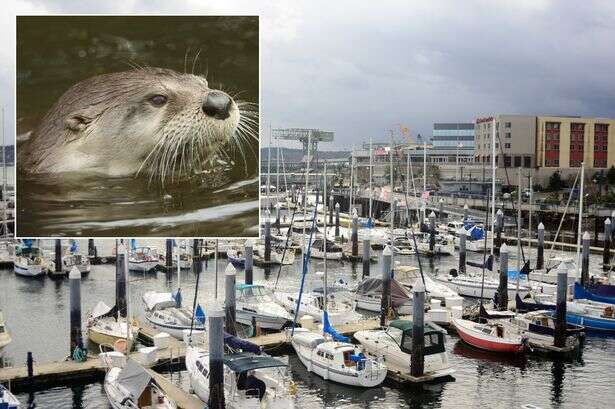 Child nearly drowned to death by 'crazed wild otter'