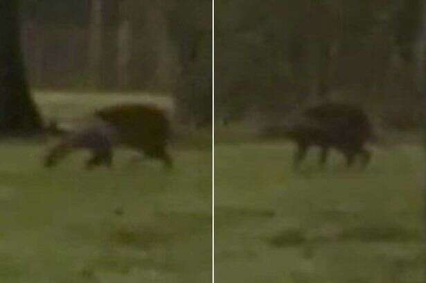 'Bizarre' beast making 'growly scream' spotted on UK roundabout – but vanishes