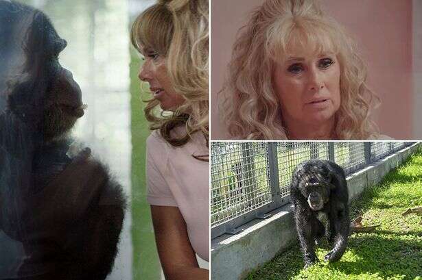 Man comes home to find wife breastfeeding chimp – she said she 'did what came naturally'