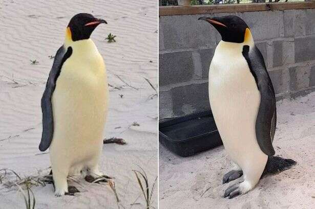 'Absolutely flawless' penguin makes 'record-breaking' swim from Antarctica to Oz