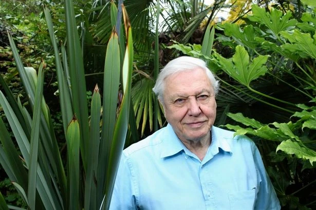 National treasure David Attenborough continues to rake in millions despite now being 99