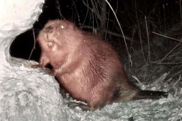 Mystery beaver ‘Vlad the Impaler’ baffles experts after turning up at beauty spot