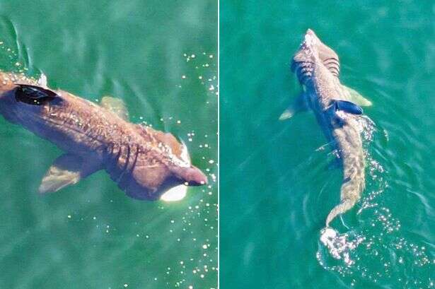 Gang of huge 26ft-long sharks spotted near UK beach in stunning drone image