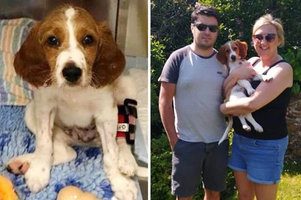 Mum with cancer in fresh agony after puppy bought to lift spirits gets parvovirus