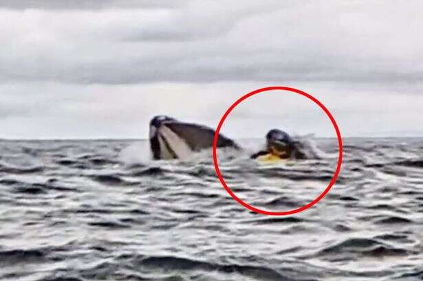 Dad watches whale swallow son whole - and then spit him out in horrifying video