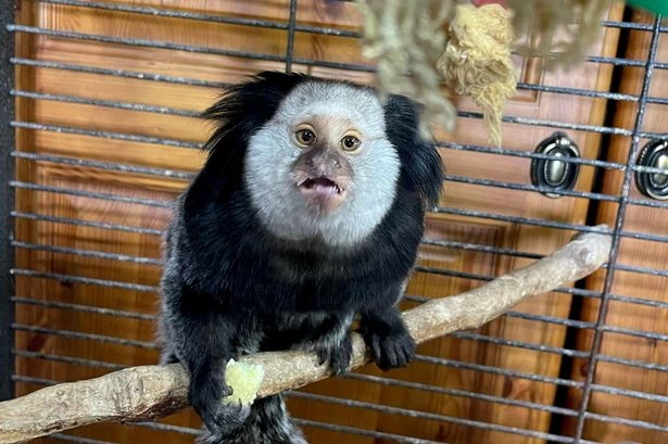 Monkey found in conservatory promised girlfriend far from wild streets of Wolverhampton