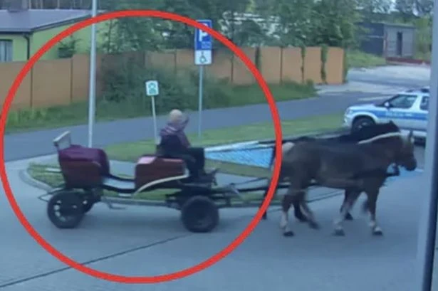 Drunk fella rolls up at police station in horse and cart after drink-driving ban
